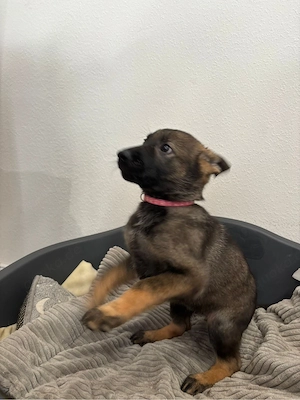 Schäferhund Welpen DDR Linie Bild 5