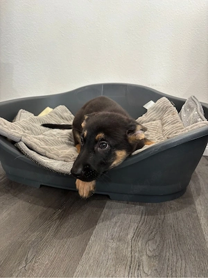Schäferhund Welpen DDR Linie Bild 4