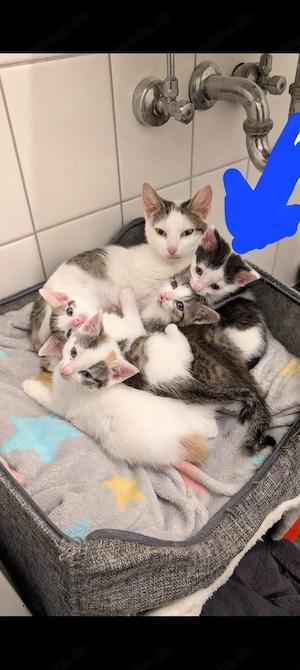 Baby kitten 