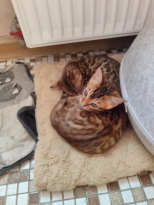 Bengal Katze, schon vorbereitet 