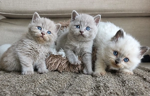 Wunderschöne BKH Kitten in lilac, Colourpoint und weiss
