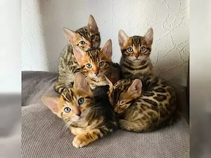 Bengalkitten suchen eine liebevolle Familie 
