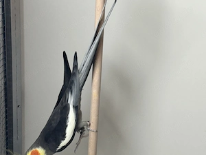 Nymphensittiche in schönen Farben 