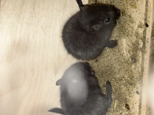 2 männliche Wüstenrennmäuse 