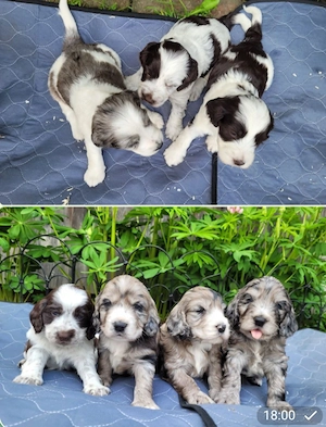 Cockapoo Welpen Harlekin-Merle