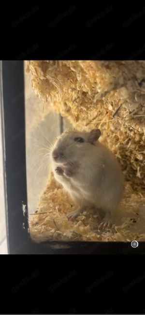 Wüstenrennmaus sucht ein neues Zuhause