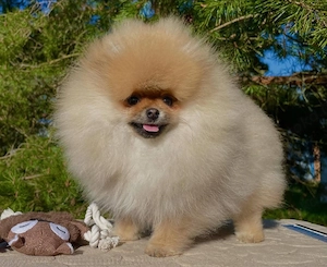 Pomeranian 