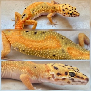 1.1 Clown p.h Raptor Leopardgeckos