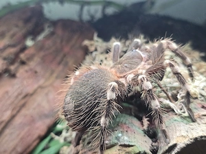 Weißknie Vogelspinne zu verkaufen