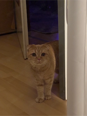     1 Katzen inkl. Zubehör in gute Hände abzugeben