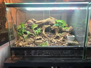 Brachypelma Emilia zu verkaufen 