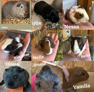 Meerschweinchen abzugeben 