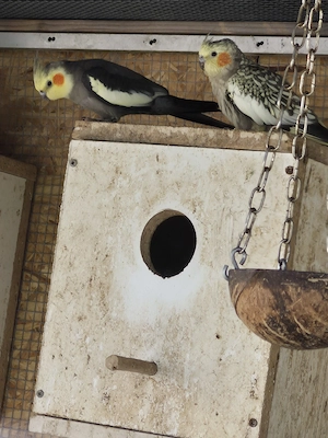 vögel zu verkaufen 