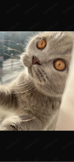 Brittisch Kurzhaar jungkater sucht ein neues zuhause