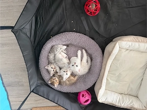 Meine Kitten mit Stammbaum