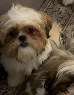 Shih Tzu Bolonka Mädchen