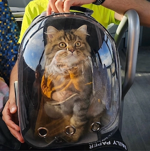 Kater sucht ein neues zuhause
