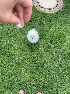 Pomeranien Zwergspitz Welpen