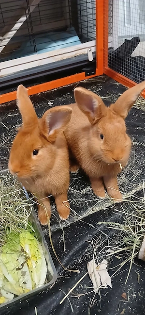 Sachsengold Kaninchen zu verkaufen