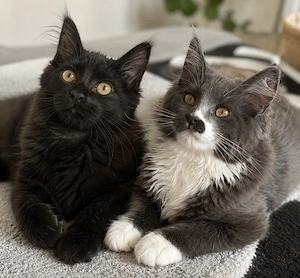 Maine Coon Kitten 