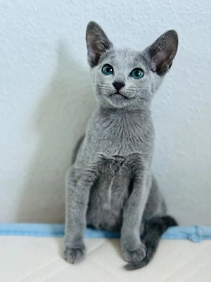 Kitten russisch blau 