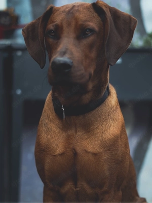 Rhodesian Ridgeback Welpen