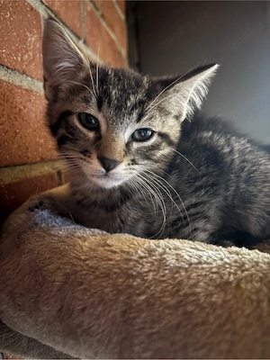 Mix Kitten abzugeben. 