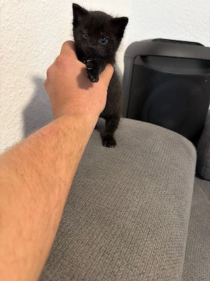 Katzen baby