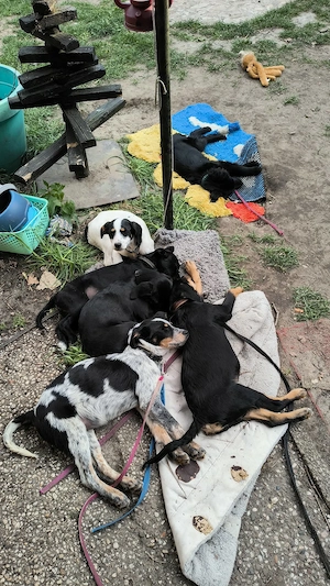 Welpe Rocky und seine Geschwister auf Pflegestelle 27374 Visselhövede, suchen ein Zuhause Bild 2