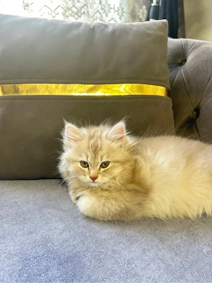 Babykatze zu verkaufen  Bild 3