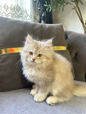 Babykatze zu verkaufen  Bild 4