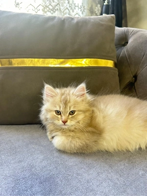 Babykatze zu verkaufen  Bild 2