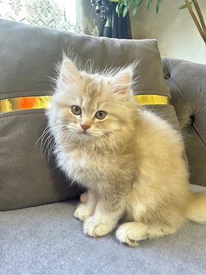 Babykatze zu verkaufen  Bild 5