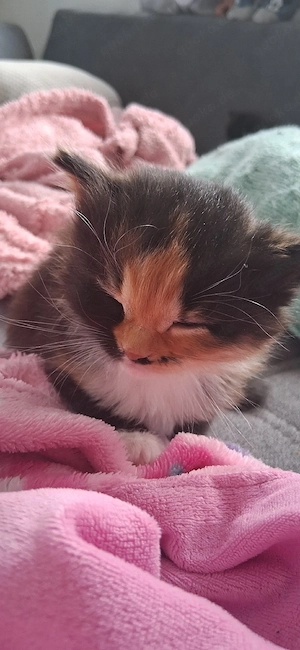 Mama ist Perser-Ragdoll-Siebirische Waldkatze und Papa Karthäuser!