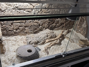Hakennasen
