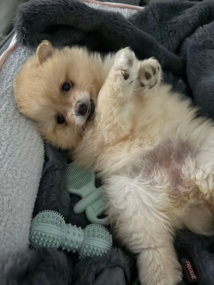 Pomeranian   Zwergspitz Welpe Bild 3