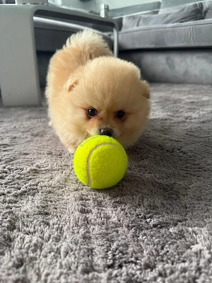 Pomeranian   Zwergspitz Welpe Bild 2