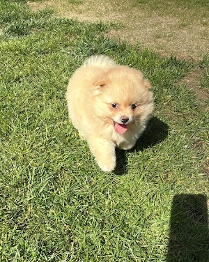 Pomeranian   Zwergspitz Welpe