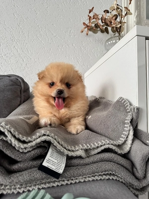 Pomeranian   Zwergspitz Welpe Bild 5