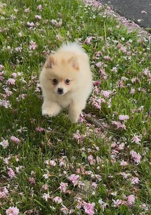 Pomeranian   Zwergspitz Welpe Bild 6