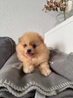 Pomeranian   Zwergspitz Welpe Bild 4