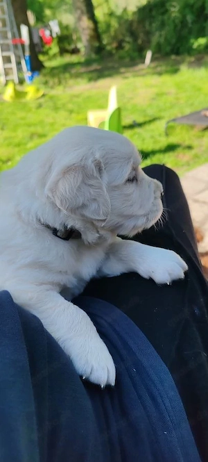 6 Labradorwelpen verfügbar 