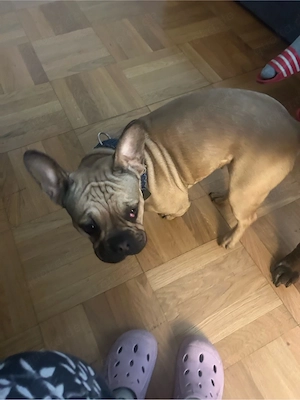 französische Bulldogge, weiblich ein Jahr