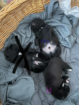 Bullador Welpen - Old English Bulldog Labrador Mix 