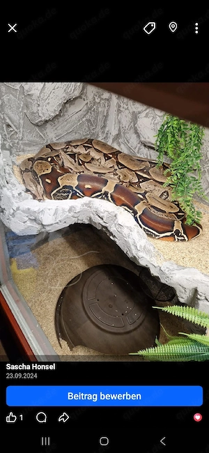 boa constrictor constrictor Suriname F1 Weibchen  Bild 3