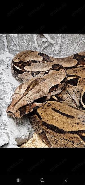 boa constrictor constrictor Suriname F1 Weibchen  Bild 2