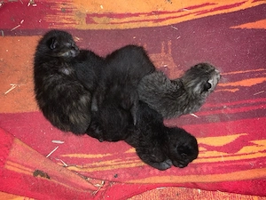Kitten Katzen abzugeben