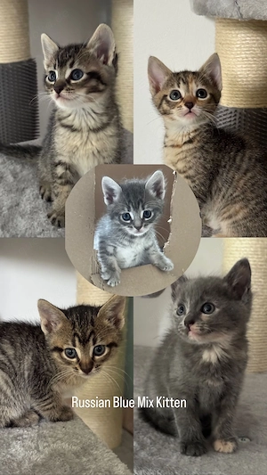 Katzenbabys Russian Blue Mix Kitten
