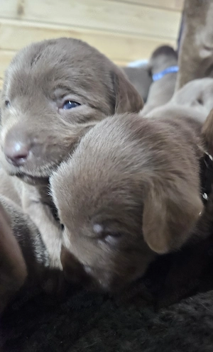 Zauberhafte Silberne Labradorwelpen 