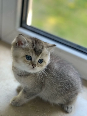    Süßes BKH Kitten12 Wochen alt 